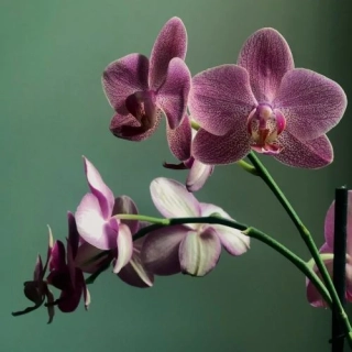 Orchidea a vanilka vůně 10ml
